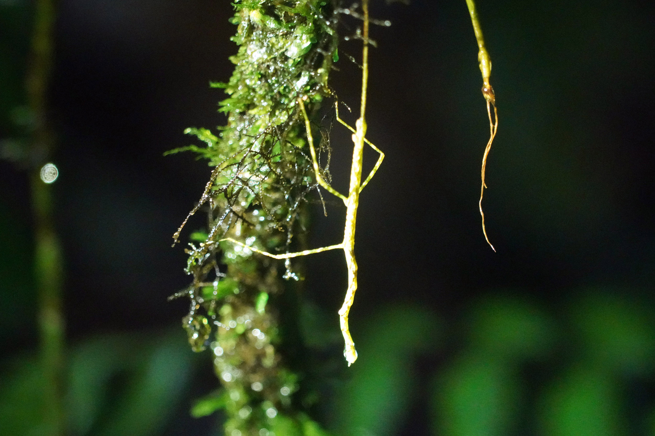 Costa Rica - Février 2025